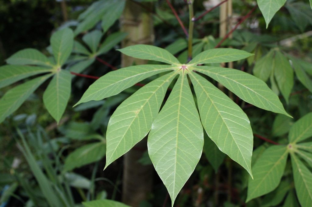 cassava leaves, vegetable, food, agriculture, green vegetables, cassava leaves, cassava leaves, cassava leaves, cassava leaves, cassava leaves