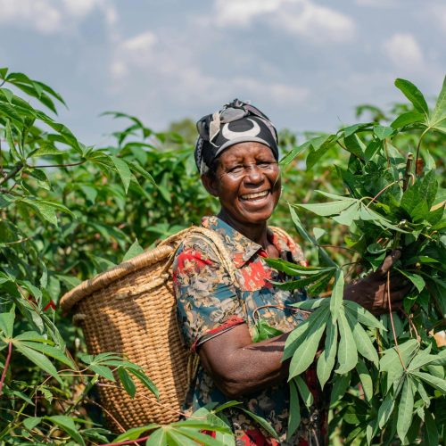 African woman harvesting cassava in a sunny field, carrying a basket.
