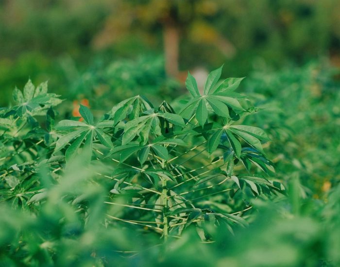 Lush green cassava plants in a tropical garden, vibrant natural scene.