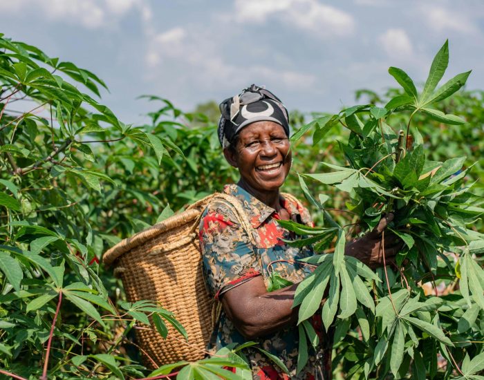 woman in cassava farm